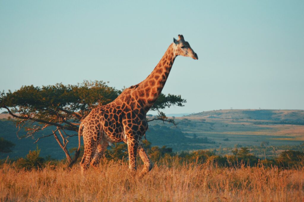Safari na África do Sul 