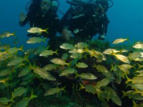 cropped-Fernando-de-Noronha.jpg