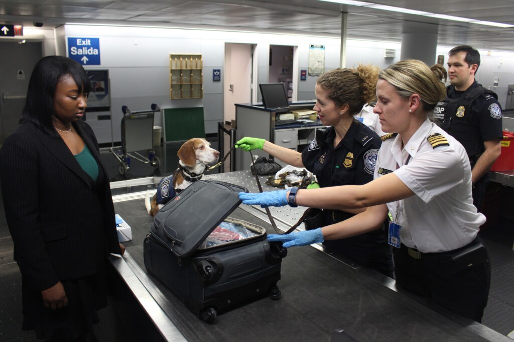 Ao levar animais no avião o ideal é chegar mais cedo para o check-in