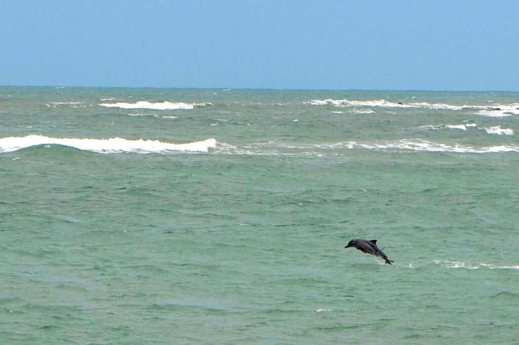 Praia dos Golfinhos - Pipa