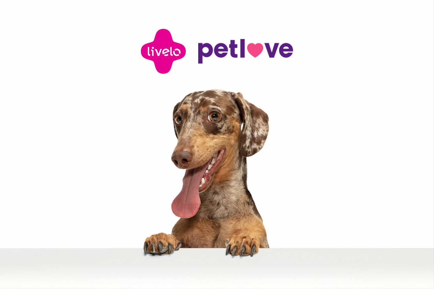cachorro com logo Livelo e Petlove