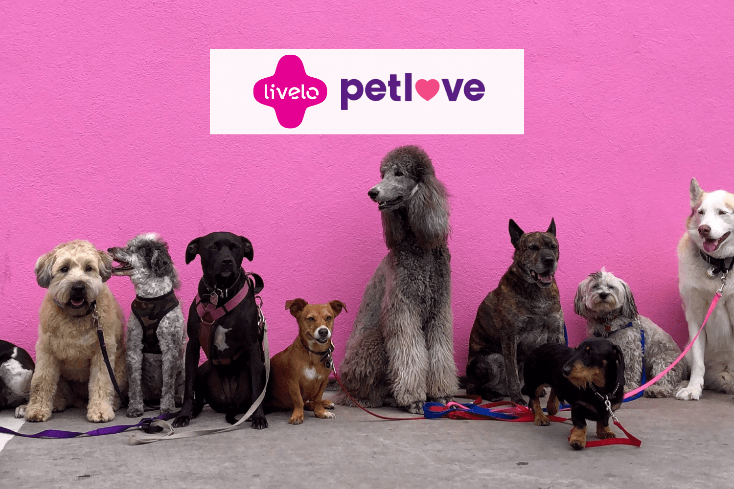 cachorros com logo livelo e petlove saúde