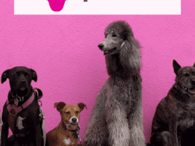 cachorros com logo livelo e petlove saúde