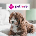 cachorro com logo Livelo e Petlove 15 pontos Livelo