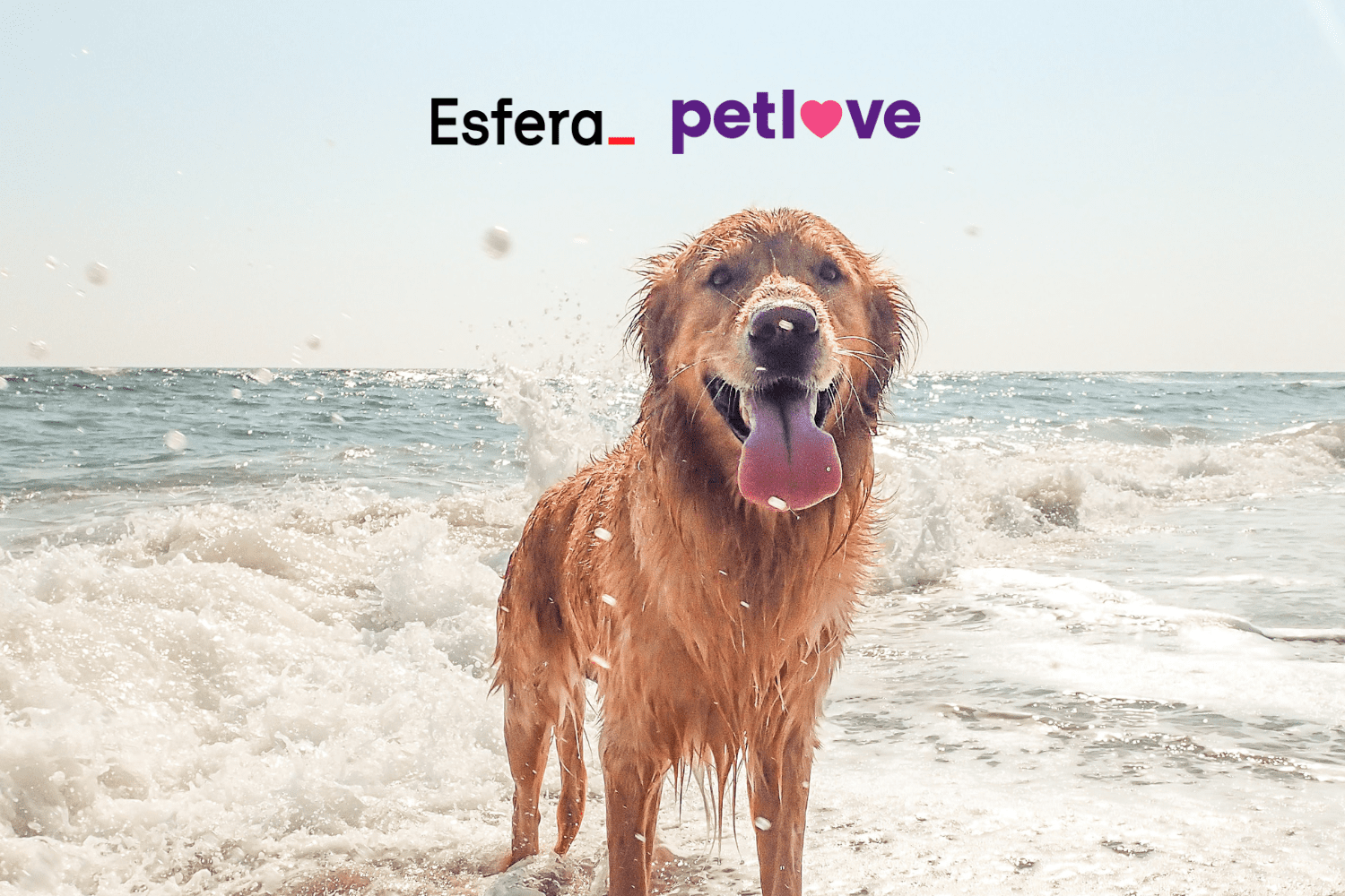 cachorro saindo da água da praia com logo Esfera e Petlove 10 pontos Esfera
