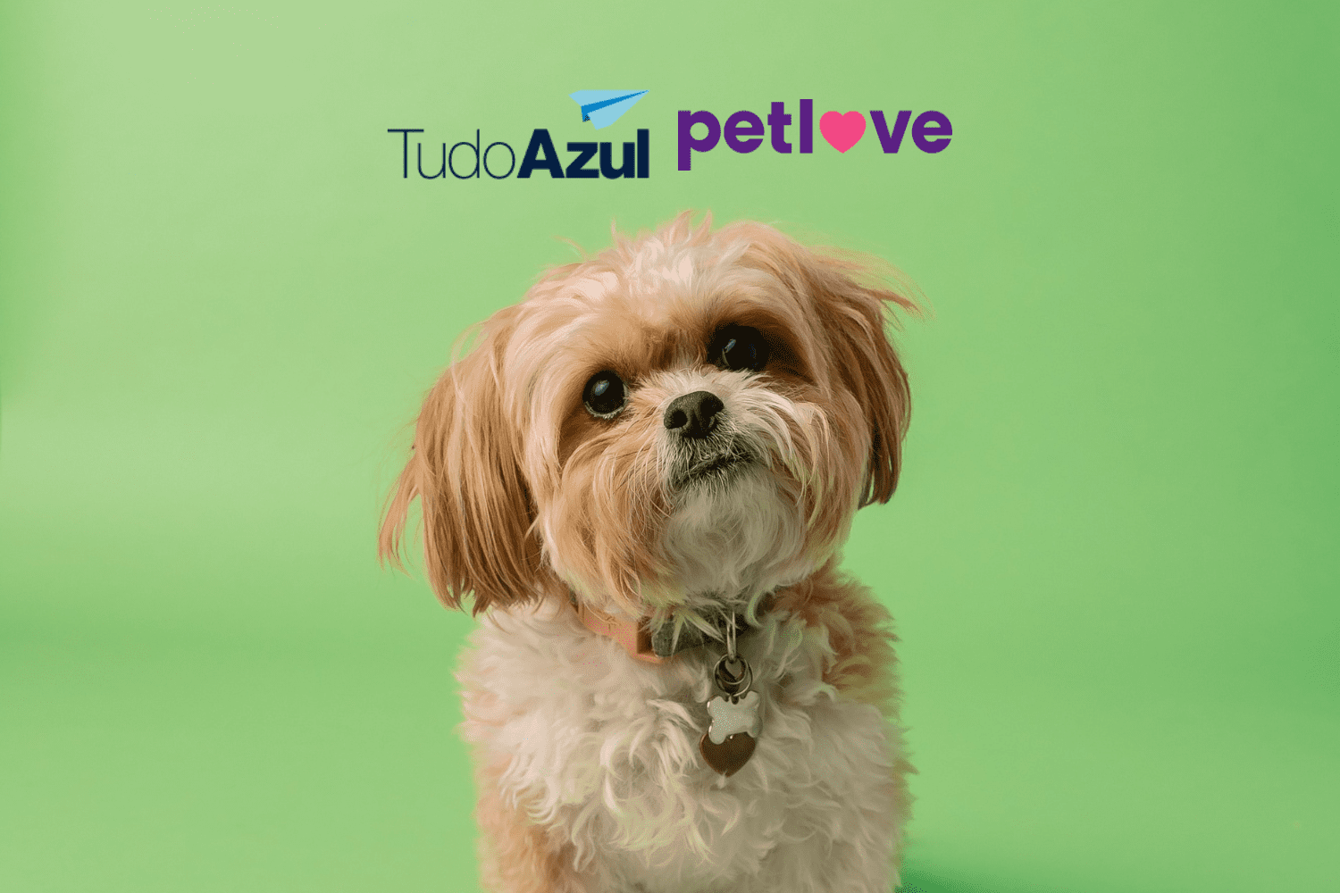 cachorro fofo com logo TudoAzul e Petlove 12 pontos TudoAzul