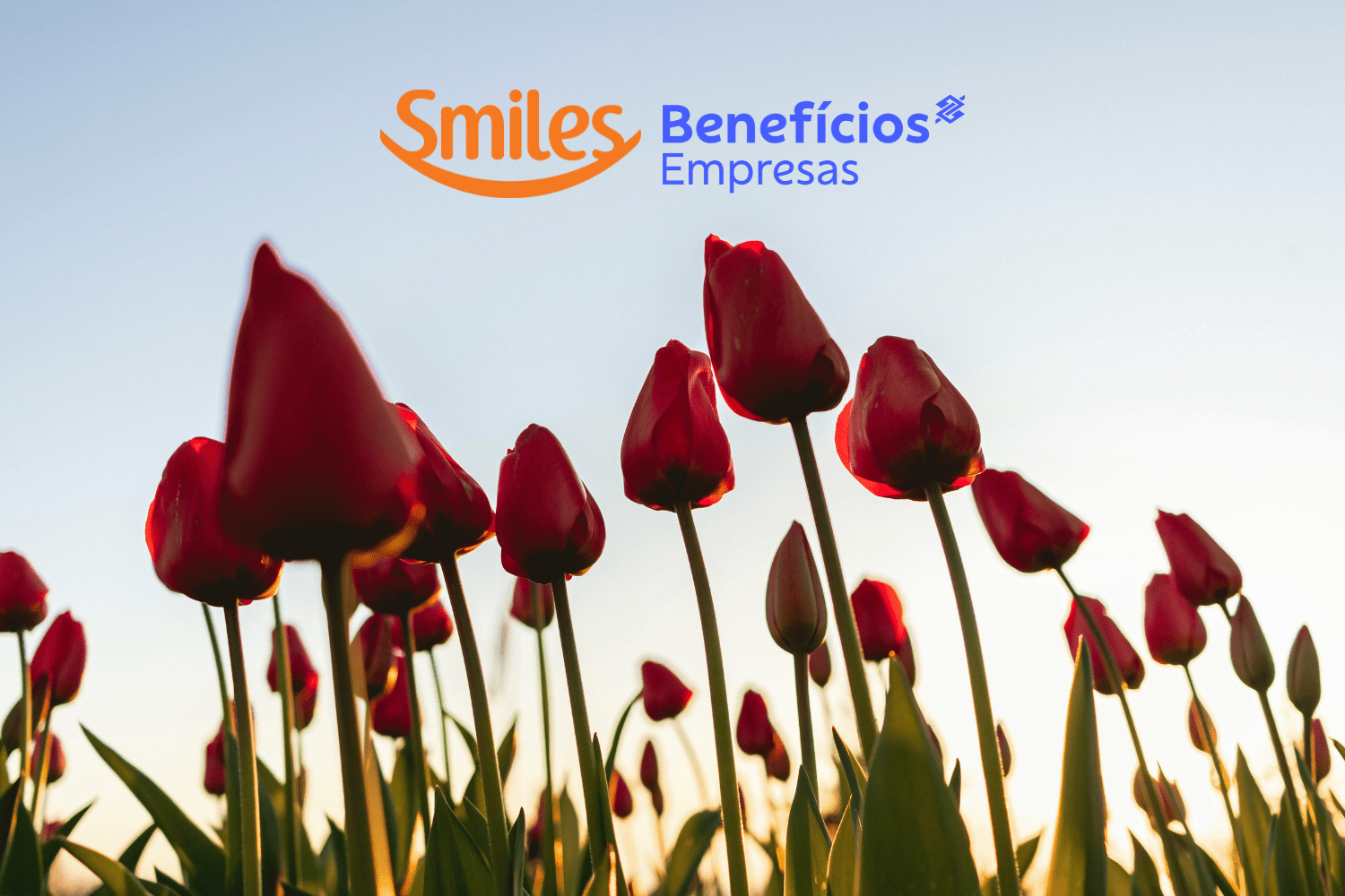 bônus smiles