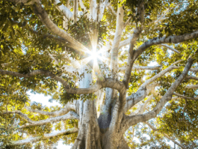 Imagem de uma árvore majestosa vista de baixo, com muitos galhos grossos e folhas verdes. A luz do sol brilha através das folhas, criando um efeito de raios de luz que se espalham em várias direções. A árvore tem um tronco robusto e várias ramificações que se estendem amplamente, criando uma cobertura densa de folhas. promoções