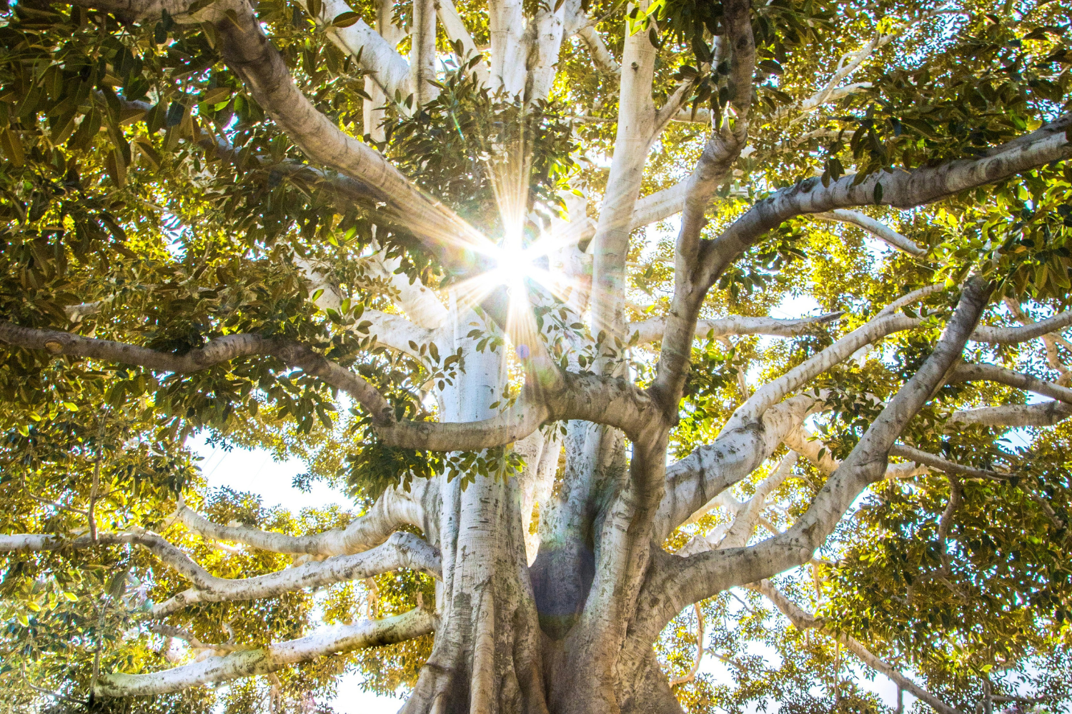 Imagem de uma árvore majestosa vista de baixo, com muitos galhos grossos e folhas verdes. A luz do sol brilha através das folhas, criando um efeito de raios de luz que se espalham em várias direções. A árvore tem um tronco robusto e várias ramificações que se estendem amplamente, criando uma cobertura densa de folhas. promoções