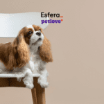 Um cachorro da raça Cavalier King Charles Spaniel, com pelagem marrom e branca, está deitado em uma cadeira de madeira com assento branco. Acima do cachorro, no canto superior direito, estão as logos da "Esfera" e "petlove", com a palavra "petlove" escrita em roxo e com um pequeno coração vermelho ao lado.