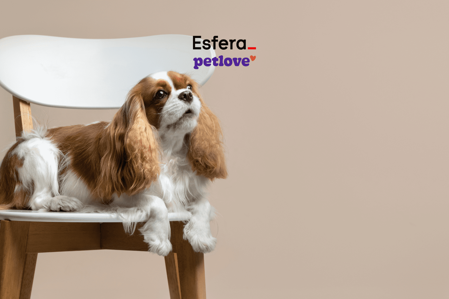 Um cachorro da raça Cavalier King Charles Spaniel, com pelagem marrom e branca, está deitado em uma cadeira de madeira com assento branco. Acima do cachorro, no canto superior direito, estão as logos da "Esfera" e "petlove", com a palavra "petlove" escrita em roxo e com um pequeno coração vermelho ao lado.