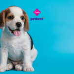 Filhote de cachorro Beagle sentado em um fundo azul, com a língua para fora, parecendo alegre. Acima dele, estão os logos da Livelo e da Petlove, sugerindo uma parceria voltada para pets.