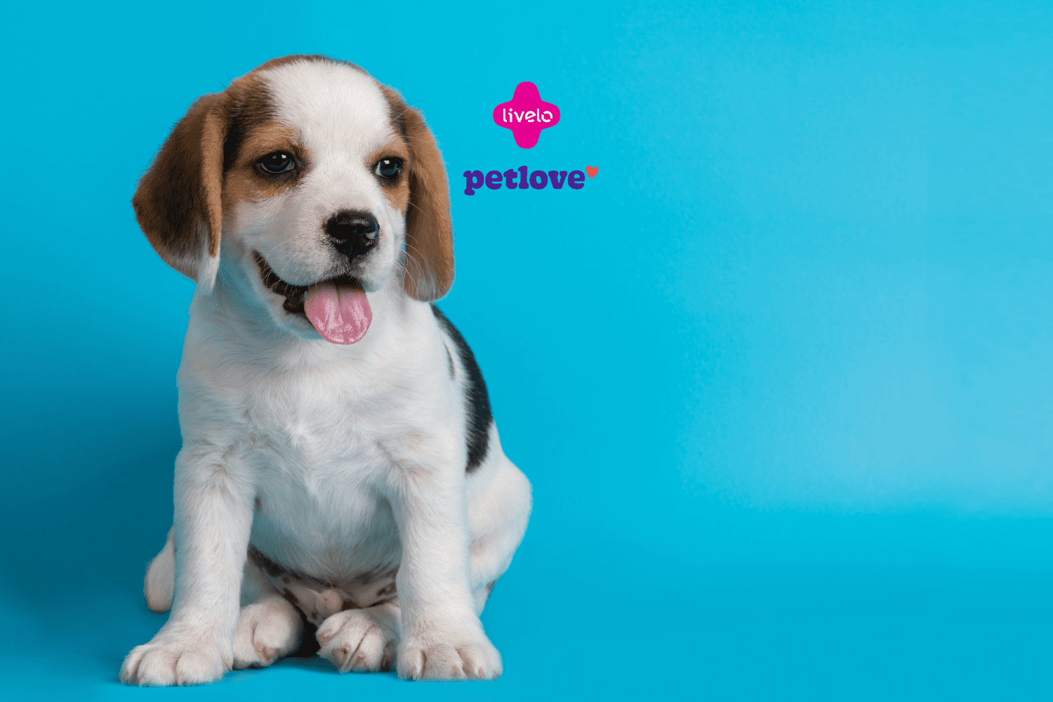 Filhote de cachorro Beagle sentado em um fundo azul, com a língua para fora, parecendo alegre. Acima dele, estão os logos da Livelo e da Petlove, sugerindo uma parceria voltada para pets.