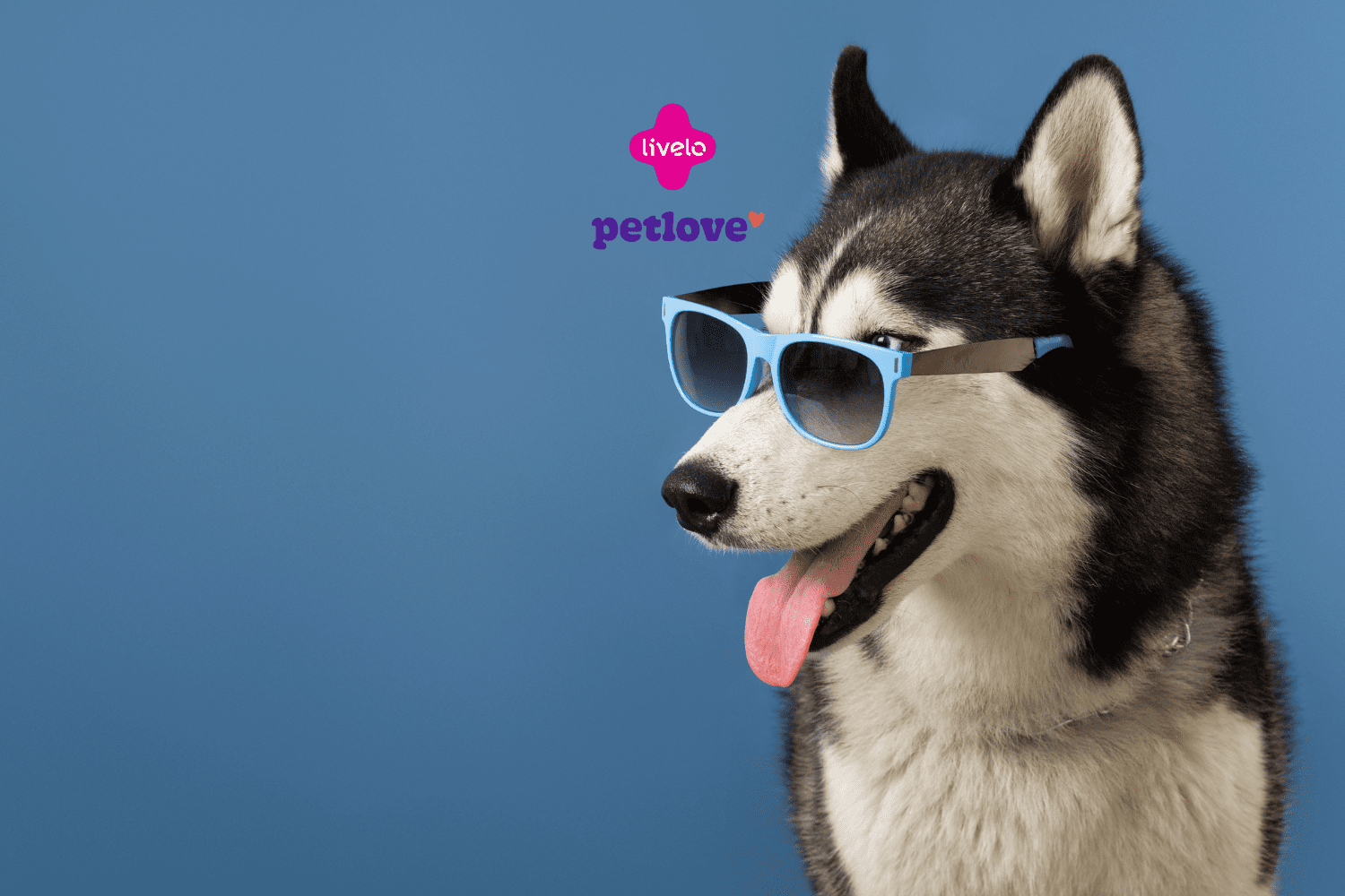 Na imagem, vemos um cão da raça Husky Siberiano usando óculos de sol azuis, com a língua para fora, o que confere uma aparência divertida e descontraída. O fundo azul complementa o visual do cachorro e realça os óculos. Acima da cabeça do cão, estão os logotipos da Livelo e da Petlove, indicando uma possível parceria ou promoção envolvendo produtos para pets.