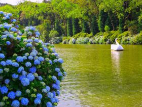 Lago Negro em Gramado - imagem agustavop