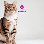 A imagem aparece um gato ao lado esquerdo da imagem no fundo branco com as logos da Livelo e a Petlove no canto superior da imagem indicando uma parceria entre as marcas.
