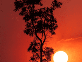 imagem_2024-10-10_224111403
