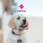 petlove e livelo