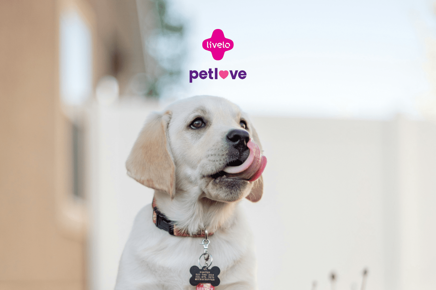 petlove e livelo